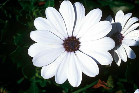 Photos von Blumenvarianten benutzt als: Topf und Beet Osteospermum FlowerPower® White