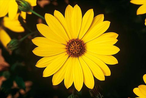 Photos von Blumenvarianten benutzt als: Topf und Beet Osteospermum FlowerPower® Yellow
