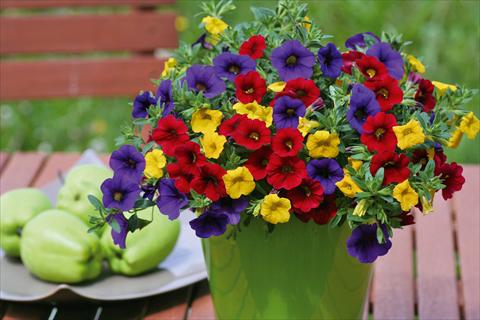 Photos von Blumenvarianten benutzt als: Topf, Terrasse, Ampel. 3 Combo Trixi® Bolero