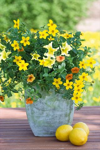 Photos von Blumenvarianten benutzt als: Topf, Terrasse, Ampel. 3 Combo Trixi® Lemon Sorbet