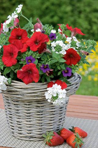 Photos von Blumenvarianten benutzt als: Topf, Terrasse, Ampel. 3 Combo Trixi® Liberty Bell