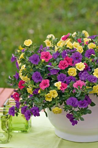 Photos von Blumenvarianten benutzt als: Topf, Terrasse, Ampel. 3 Combo Trixi® Petticoat
