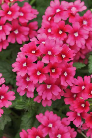 Photos von Blumenvarianten benutzt als: Topf, Terrasse, Ampel. Verbena Lascar® Magenta