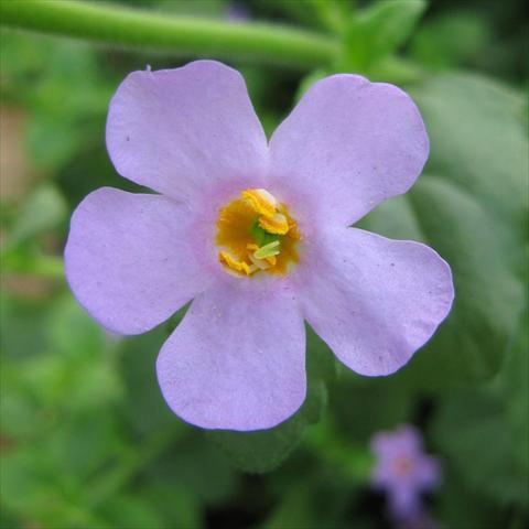Photos von Blumenvarianten benutzt als: Topf, Terrasse, Ampel. Bacopa (Sutera cordata) Secrets® XXL Blue Delight