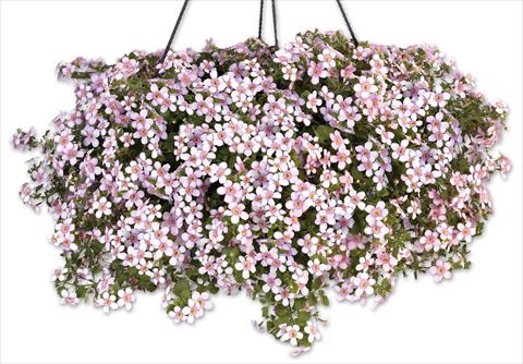 Photos von Blumenvarianten benutzt als: Topf, Terrasse, Ampel. Bacopa (Sutera cordata) Secrets® XXL Central Pink