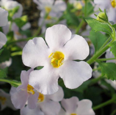 Photos von Blumenvarianten benutzt als: Topf, Terrasse, Ampel. Bacopa (Sutera cordata) Secrets® XXL Silver Sky