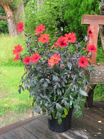 Photos von Blumenvarianten benutzt als: Topf und Beet Dahlia Mystic® Enchantment