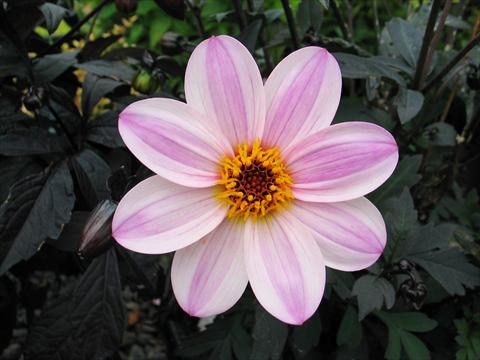 Photos von Blumenvarianten benutzt als: Topf und Beet Dahlia Mystic® Dreamer