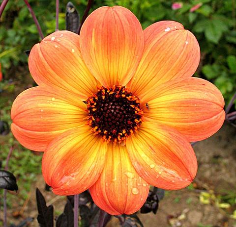 Photos von Blumenvarianten benutzt als: Topf und Beet Dahlia Mystic® Haze