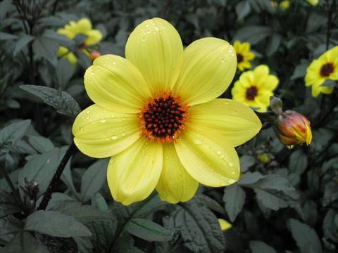 Photos von Blumenvarianten benutzt als: Topf und Beet Dahlia Mystic® Illusion