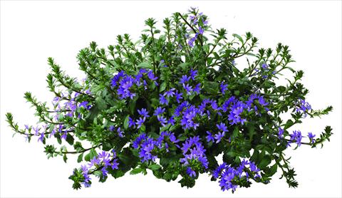 Photos von Blumenvarianten benutzt als: Topf, Terrasse, Ampel. Scaevola aemula Euphoria® Blue
