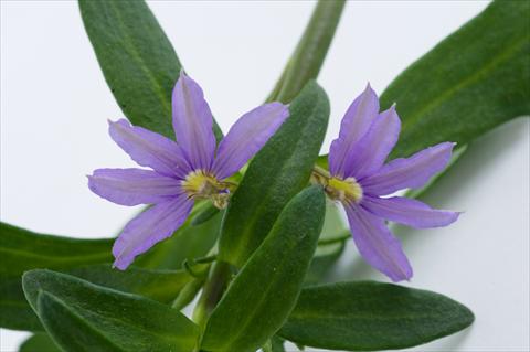 Photos von Blumenvarianten benutzt als: Topf, Terrasse, Ampel. Scaevola aemula Euphoria® Compact Blue