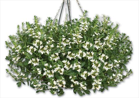 Photos von Blumenvarianten benutzt als: Topf, Terrasse, Ampel. Scaevola aemula Euphoria® Compact White