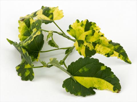 Photos von Blumenvarianten benutzt als: Ampel/Topf Abutilon Decorativi™ Variegatum