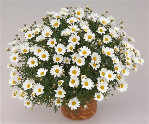 Photos von Blumenvarianten benutzt als: Topf und Beet Argyranthemum frutescens Angelic Mars