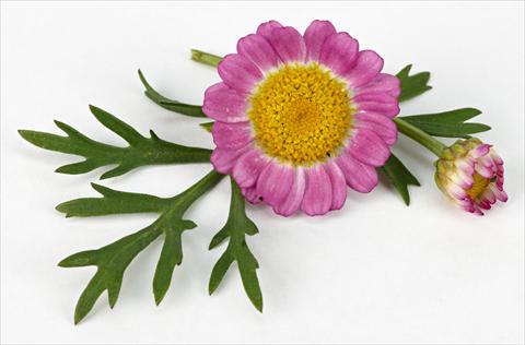 Photos von Blumenvarianten benutzt als: Topf und Beet Argyranthemum frutescens Daisy Crazy™ Meteor Pink