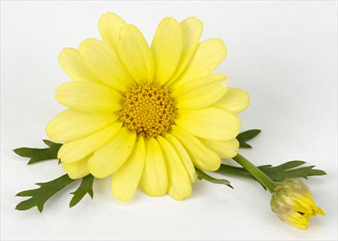Photos von Blumenvarianten benutzt als: Topf und Beet Argyranthemum frutescens Margherite Beauty Yellow