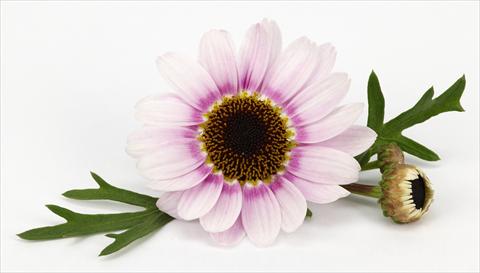 Photos von Blumenvarianten benutzt als: Topf und Beet Argyranthemum frutescens Margherite Reflection Pink