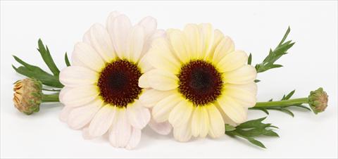 Photos von Blumenvarianten benutzt als: Topf und Beet Argyranthemum frutescens Margherite Reflection Yellow Cream