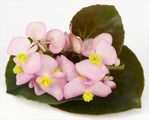 Photos von Blumenvarianten benutzt als: Topf und Beet Begonia hybrida Kazan® Pink