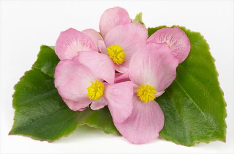 Photos von Blumenvarianten benutzt als: Topf und Beet Begonia hybrida Kazan® Rose