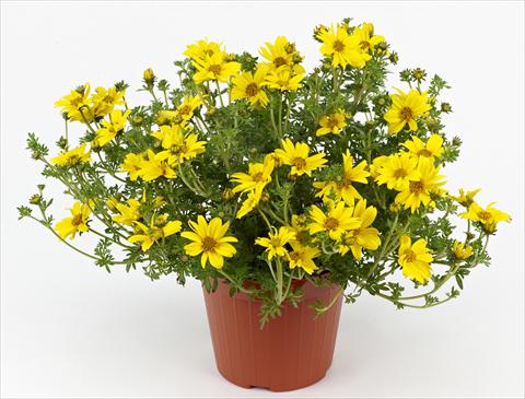 Photos von Blumenvarianten benutzt als: Topf, Terrasse, Ampel. Bidens ferulifolia Solea Compact