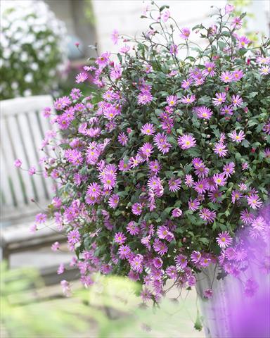 Photos von Blumenvarianten benutzt als: Topf, Terrasse, Ampel. Brachyscome Surdaisy® Strawberry Pink