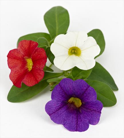 Photos von Blumenvarianten benutzt als: Topf, Terrasse, Ampel. Calibrachoa Mille Baci® French Kiss