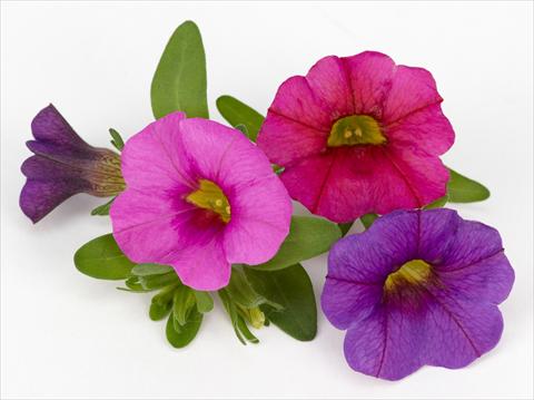 Photos von Blumenvarianten benutzt als: Topf, Terrasse, Ampel. Calibrachoa Mille Baci® Romantic Kiss