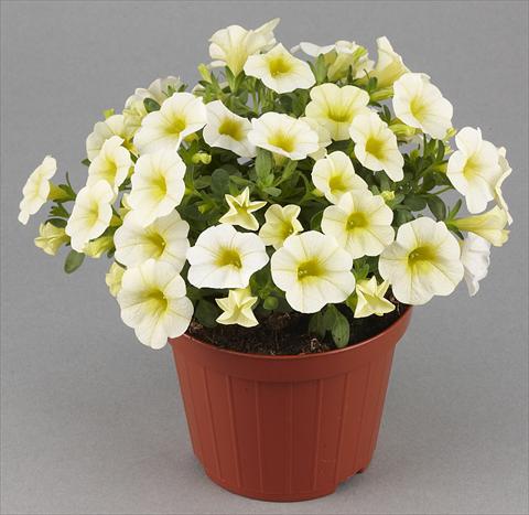 Photos von Blumenvarianten benutzt als: Topf, Terrasse, Ampel. Calibrachoa Mille Baci® Vanilla