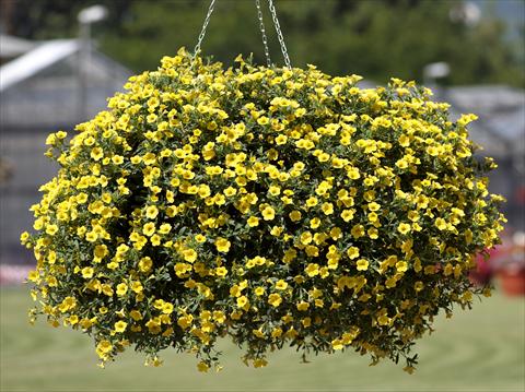 Photos von Blumenvarianten benutzt als: Topf, Terrasse, Ampel. Calibrachoa Million Bells® Pure Yellow