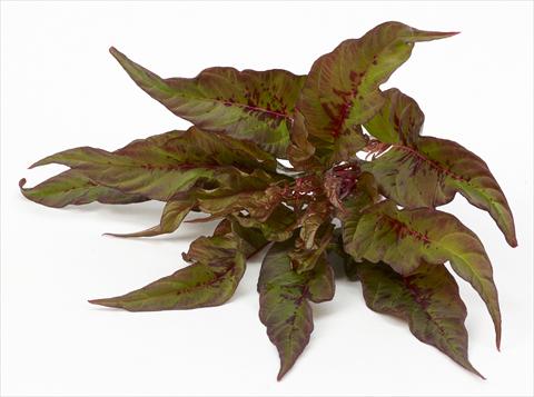 Photos von Blumenvarianten benutzt als: Topf und Beet Celosia plumosa Decorativi™ Bloody Mary
