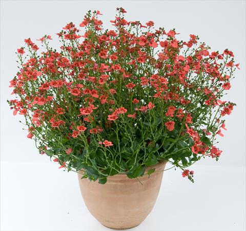 Photos von Blumenvarianten benutzt als: Topf, Terrasse, Ampel. Diascia Genta® Dark Orange Improved