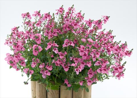 Photos von Blumenvarianten benutzt als: Topf, Terrasse, Ampel. Diascia Genta® Pink Glory