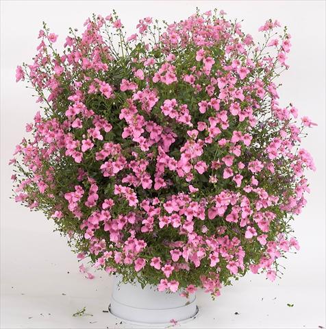 Photos von Blumenvarianten benutzt als: Topf, Terrasse, Ampel. Diascia Genta® Pink