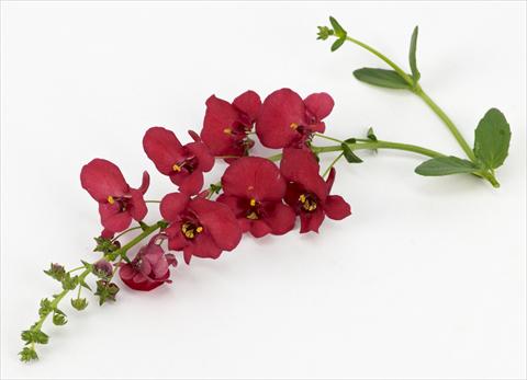 Photos von Blumenvarianten benutzt als: Topf, Terrasse, Ampel. Diascia Genta® Ruby