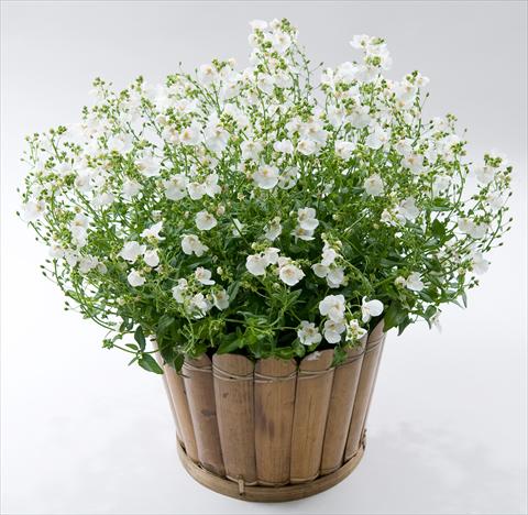 Photos von Blumenvarianten benutzt als: Topf, Terrasse, Ampel. Diascia Genta® White Improved