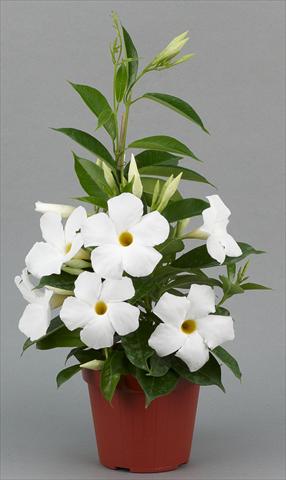 Photos von Blumenvarianten benutzt als: Topf, Beet, Terrasse Dipladenia (Mandevilla) Sundaville® Classic White