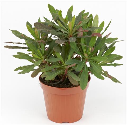 Photos von Blumenvarianten benutzt als: Topf und Beet Euphorbia amygdaloides Decorativi™ Rubra