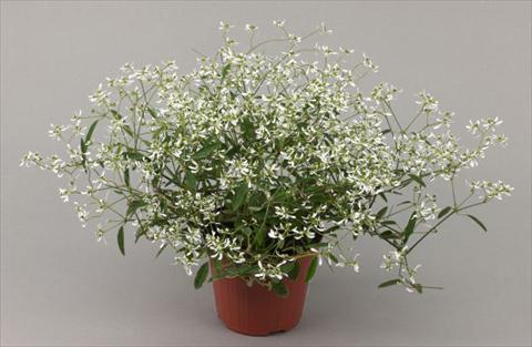Photos von Blumenvarianten benutzt als: Topf, Terrasse, Ampel. Euphorbia chamaesyce Improved Products® Kilimanjaro