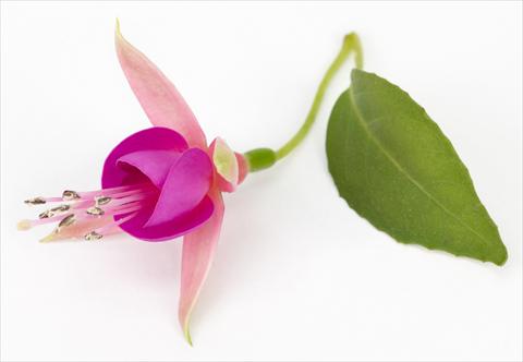 Photos von Blumenvarianten benutzt als: Topf Fuchsia eretta Allison Patricia®