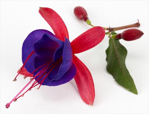 Photos von Blumenvarianten benutzt als: Topf Fuchsia eretta Ballerina Blu®