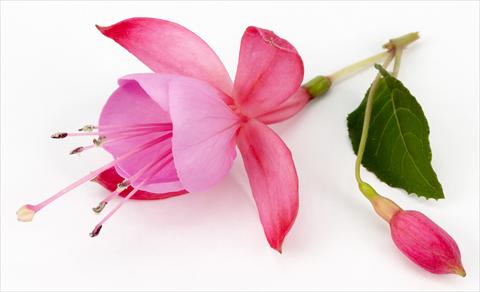 Photos von Blumenvarianten benutzt als: Topf Fuchsia eretta Beacon Pink