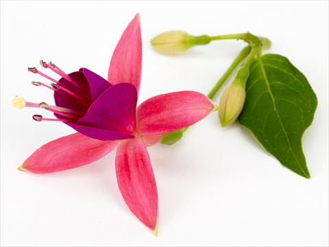 Photos von Blumenvarianten benutzt als: Topf Fuchsia eretta Cherry®