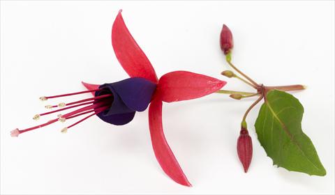 Photos von Blumenvarianten benutzt als: Topf Fuchsia eretta Eden Rock