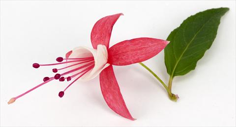 Photos von Blumenvarianten benutzt als: Topf Fuchsia eretta Ernie®