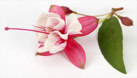 Photos von Blumenvarianten benutzt als: Topf Fuchsia eretta General Monk Red White