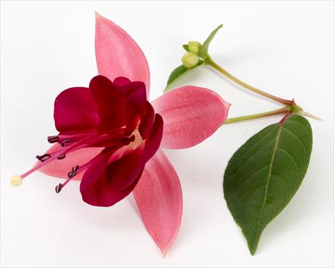 Photos von Blumenvarianten benutzt als: Topf Fuchsia eretta Paula Jane