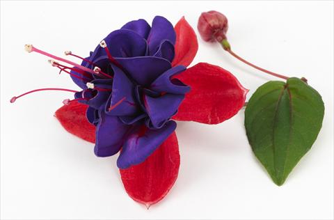 Photos von Blumenvarianten benutzt als: Topf Fuchsia ricadente Blue Eye