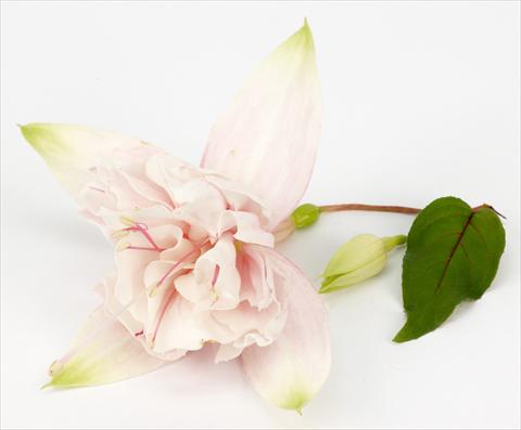 Photos von Blumenvarianten benutzt als: Topf Fuchsia ricadente California DreamersTM Pink Marshmallow